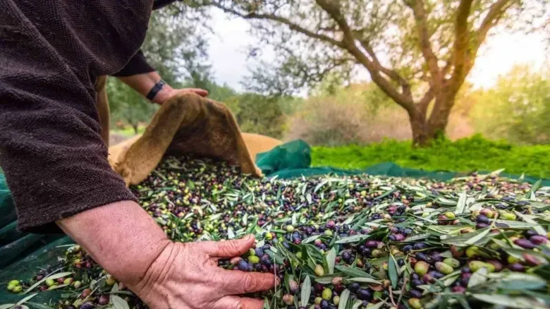 Sofralık zeytin ihracatında tarihi rekor