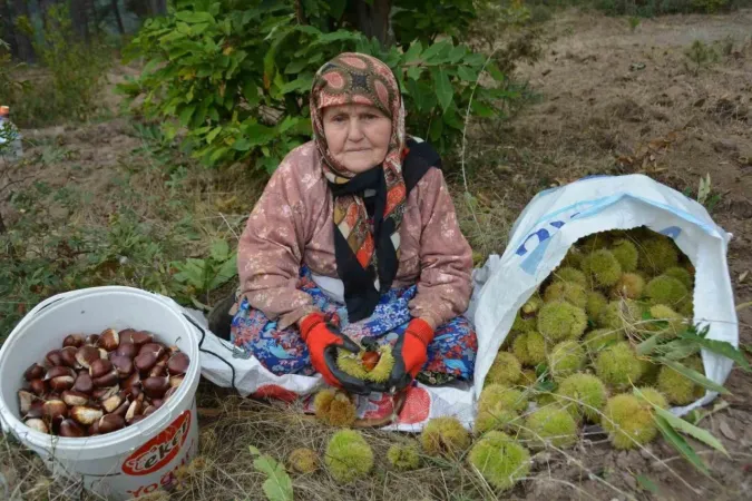 Bin 100 metre yükseklikten toplanıyor, kilosu 150 Liradan satılıyor.. Kış aylarının vazgeçilmezi, hasadı başladı..