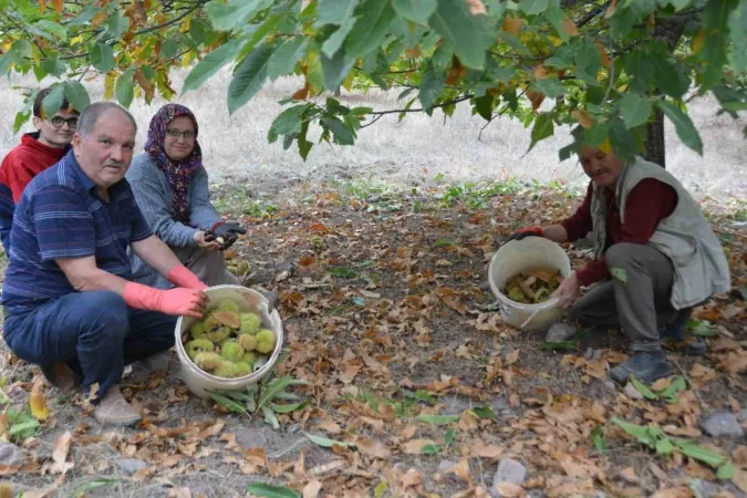 Bin 100 metre yükseklikten toplanıyor, kilosu 150 Liradan satılıyor.. Kış aylarının vazgeçilmezi, hasadı başladı..