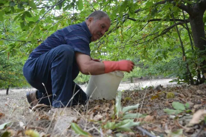 Bin 100 metre yükseklikten toplanıyor, kilosu 150 Liradan satılıyor.. Kış aylarının vazgeçilmezi, hasadı başladı..