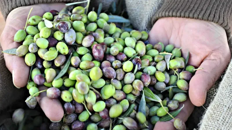  Zeytin maliyeti üzerinden olumsuz algılar yaratılmak isteniyor!