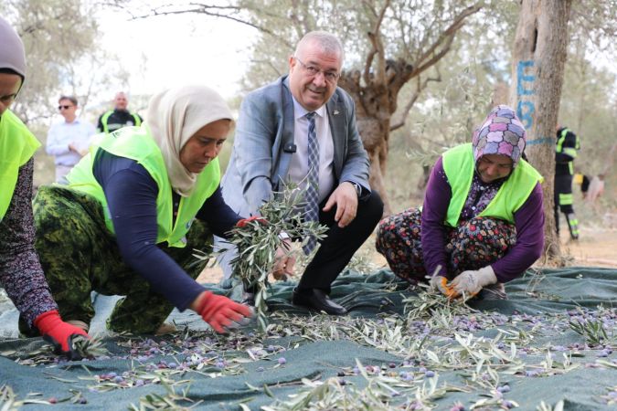 Edremit Belediyesi’nde zeytin hasadı başladı