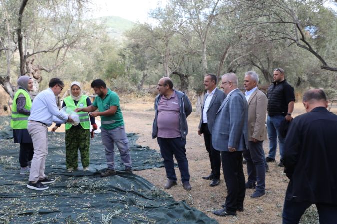 Edremit Belediyesi’nde zeytin hasadı başladı