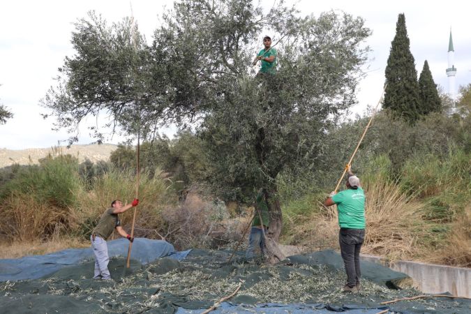 Edremit Belediyesi’nde zeytin hasadı başladı