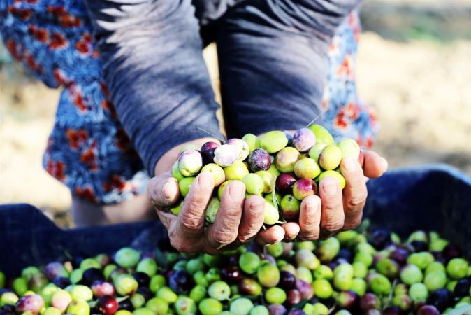 Uluslararası Ayvalık Zeytin Hasat ve Turizm Festivali’nden 19’uncu kez “Merhaba”