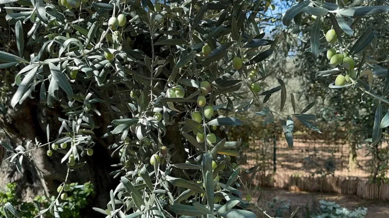 Bin 700 yıllık zeytin ağaçları hala ürün veriyor