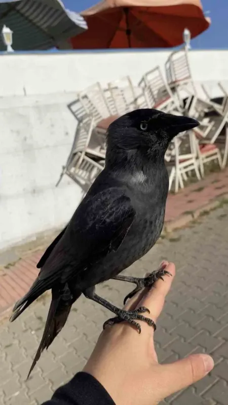 Karga eline kondu başına gelmeyen kalmadı..