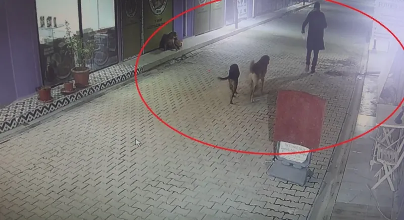 Yavru kedileri köpeklere parçalattı.. 