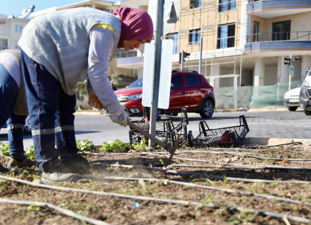 Didim’de kışlık çiçeklerin dikimine başlandı