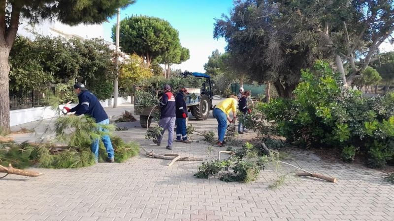 Didim'de ağaç budama çalışmaları devam ediyor