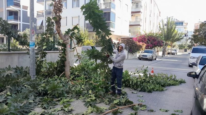 Didim'de ağaç budama çalışmaları devam ediyor